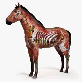 3D Full Horse Anatomy Animated model